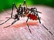 Secretaria monitora 30 municípios alagoanos que apresentam alto índice de infestação da dengue