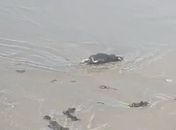 Vídeo: Turistas flagram “invasão” de ratos mortos na orla da praia da Jatiúca