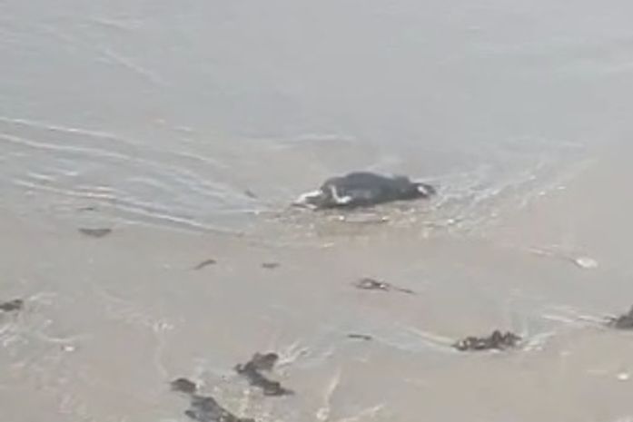 Vídeo: Turistas flagram “invasão” de ratos mortos na orla da praia da Jatiúca