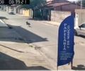 Pitbull solto em Arapiraca derruba criança e mata pinscher que passeava, de coleira, com ela