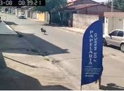 Pitbull solto em Arapiraca derruba criança e mata pinscher que passeava, de coleira, com ela