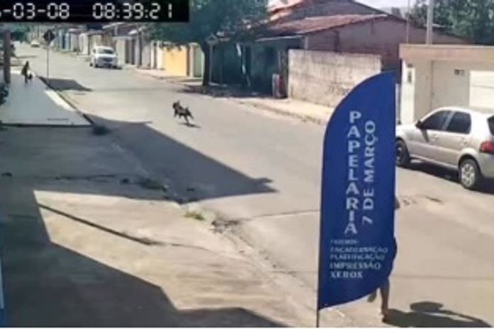 Pitbull solto em Arapiraca derruba criança e mata pinscher que passeava, de coleira, com ela