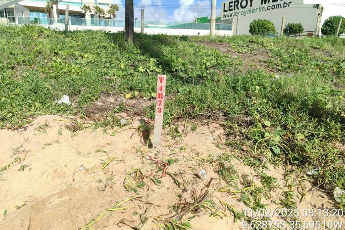 Moradores flagram tartaruga-de-pente desovando em Cruz das Almas