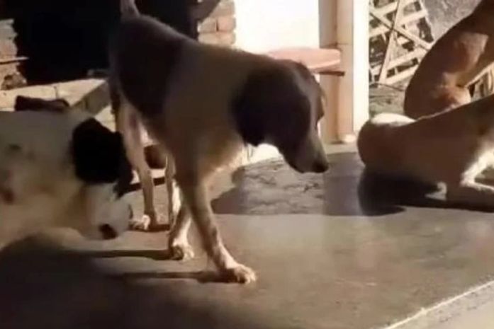 Suspeito de matar cachorros em Arapiraca, foi identificado pela Polícia Civil