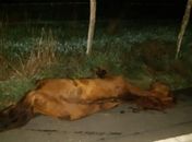 Cavalo morto após ser atropelado 
