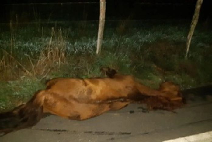 Cavalo morto após ser atropelado