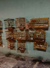 Crimes ambientais são flagrados na Zona da Mata alagoana; 27 aves silvestres são resgatadas