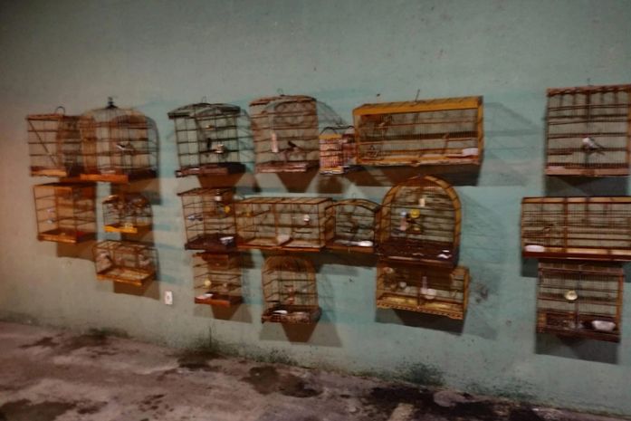 Crimes ambientais são flagrados na Zona da Mata alagoana; 27 aves silvestres são resgatadas