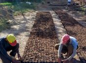 Limoeiro de Anadia é a primeira cidade de Alagoas a usar a Crotalária no combate ao Aedes Aegipty