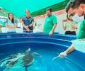 MPF participa de discussão sobre protocolo para atendimento a encalhes de mamíferos marinhos em Alagoas