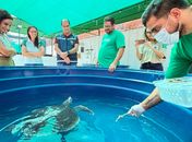 MPF participa de discussão sobre protocolo para atendimento a encalhes de mamíferos marinhos em Alagoas