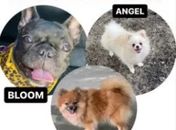 Cães roubados