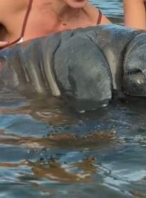 Vídeo de turistas tocando em peixes-bois na Rota dos Milagres gera polêmica e alerta do Biota 