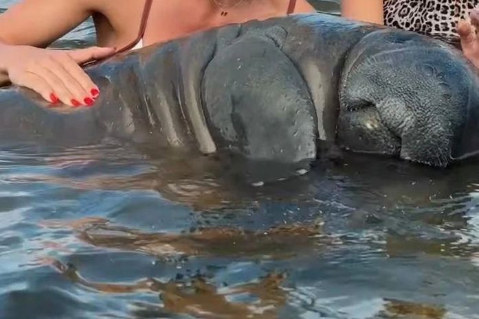 Vídeo de turistas tocando em peixes-bois na Rota dos Milagres gera polêmica e alerta do Biota