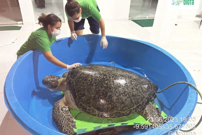 Tartaruga-verde com cerca de 200 kg é resgatada após encalhar em praia no Litoral Norte de AL