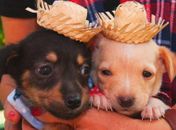 Feira de Adoção da Prefeitura de Maceió terá tema junino neste domingo (12)