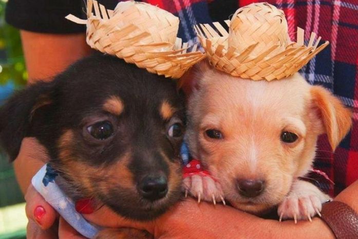 Feira de Adoção da Prefeitura de Maceió terá tema junino neste domingo (12)