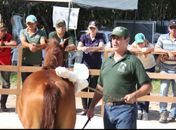 Curso de Doma com Miguel Lupiano 