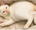 Menina de 5 anos espera pelo retorno de gatinho desaparecido em Limoeiro de Anadia; família pede ajuda para encontrar o pet