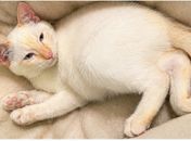Menina de 5 anos espera pelo retorno de gatinho desaparecido em Limoeiro de Anadia; família pede ajuda para encontrar o pet