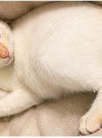 Menina de 5 anos espera pelo retorno de gatinho desaparecido em Limoeiro de Anadia; família pede ajuda para encontrar o pet