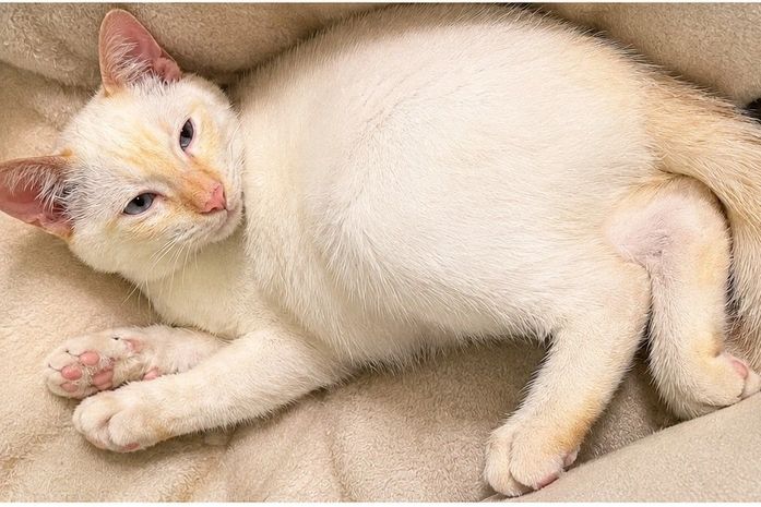 Menina de 5 anos espera pelo retorno de gatinho desaparecido em Limoeiro de Anadia; família pede ajuda para encontrar o pet