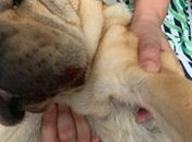 Cadela morre após ser espancada por dentista no bairro da Ponta Verde