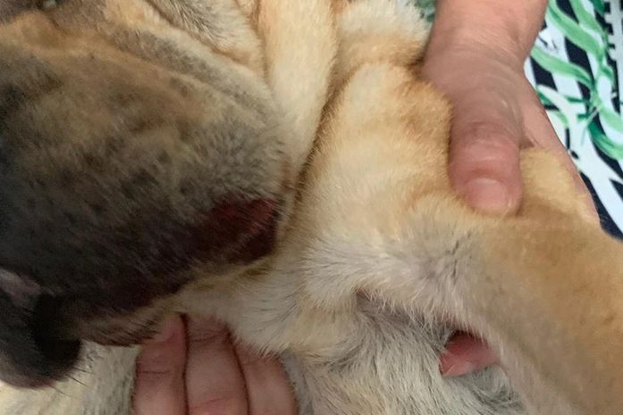 Cadela morre após ser espancada por dentista no bairro da Ponta Verde