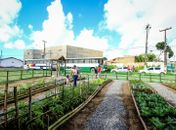 Hortas e pomares urbanos em Maceió