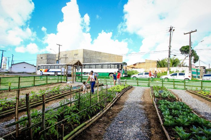 Hortas e pomares urbanos em Maceió