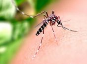 Saúde alerta população sobre medidas preventivas para combater o Aedes aegypti