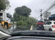 Devido às chuvas intensas, árvore cai na Av. Fernandes Lima e bloqueia metade da via