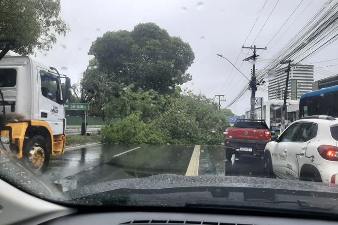 Devido às chuvas intensas, árvore cai na Av. Fernandes Lima e bloqueia metade da via