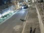Decisão inédita: Homem é condenado a dois anos de prisão por atropelar cachorro em Maceió