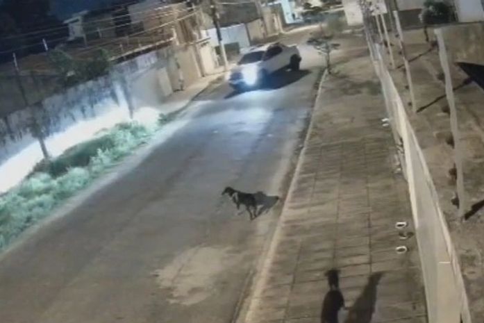 Decisão inédita: Homem é condenado a dois anos de prisão por atropelar cachorro em Maceió