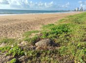 Tartaruga-de-pente é flagrada desovando em praia e filhotes são resgatados na pista, em Maceió  
