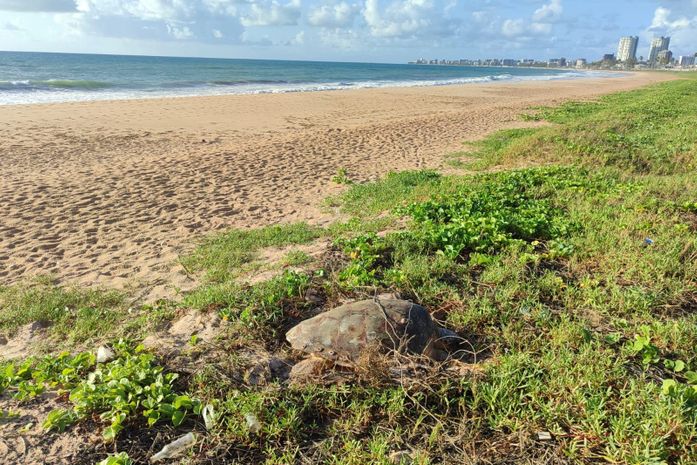 Tartaruga-de-pente é flagrada desovando em praia e filhotes são resgatados na pista, em Maceió