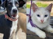 Castramóvel realiza castração de 50 cães e gatos em situação de rua