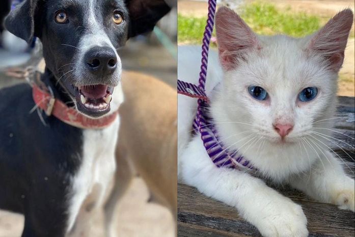Castramóvel realiza castração de 50 cães e gatos em situação de rua