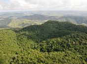 Alagoas se destaca na COP30 com avanços ambientais e menor índice de desmatamento do Nordeste