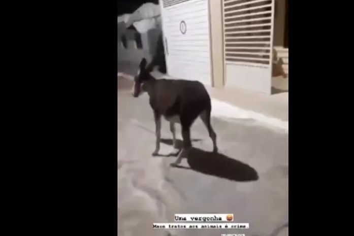 Homem é flagrado arrastando jumento pelas ruas de Pariconha, AL