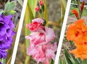 Projeto de flores temperadas avança com 60 mil mudas vendidas e R$ 100 mil em receita
