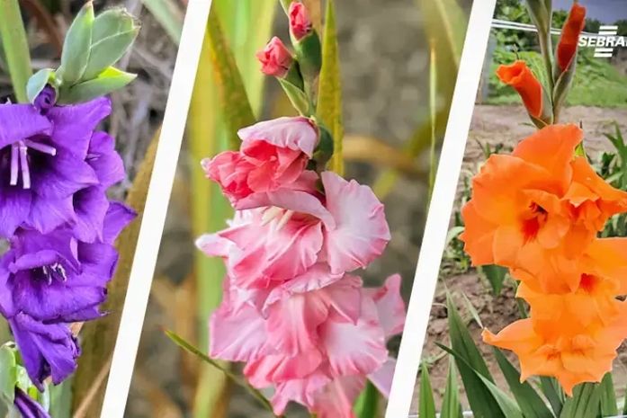 Projeto de flores temperadas avança com 60 mil mudas vendidas e R$ 100 mil em receita