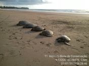 Tartarugas foram encontradas na manhã desta quinta-feira (31)