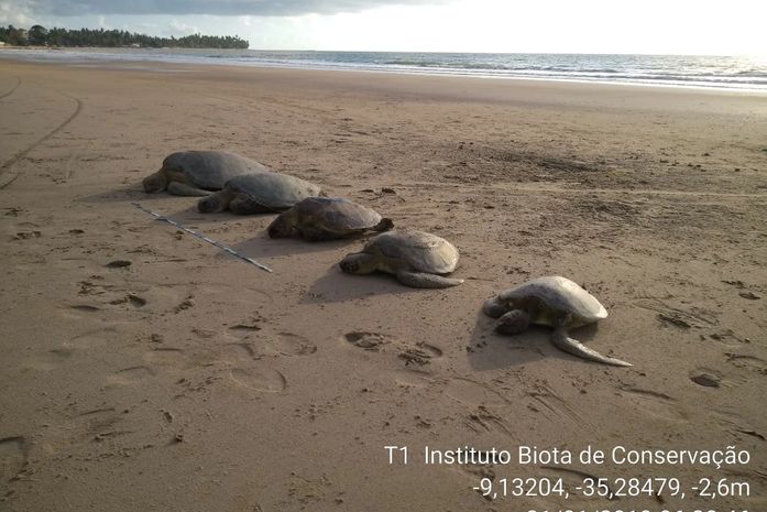Tartarugas foram encontradas na manhã desta quinta-feira (31)