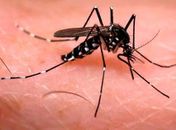 AEDES AEGYPTI