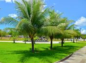 Arborização e Paisagismo: Coruripe alcança a marca de 5 mil mudas plantadas em 3 anos  