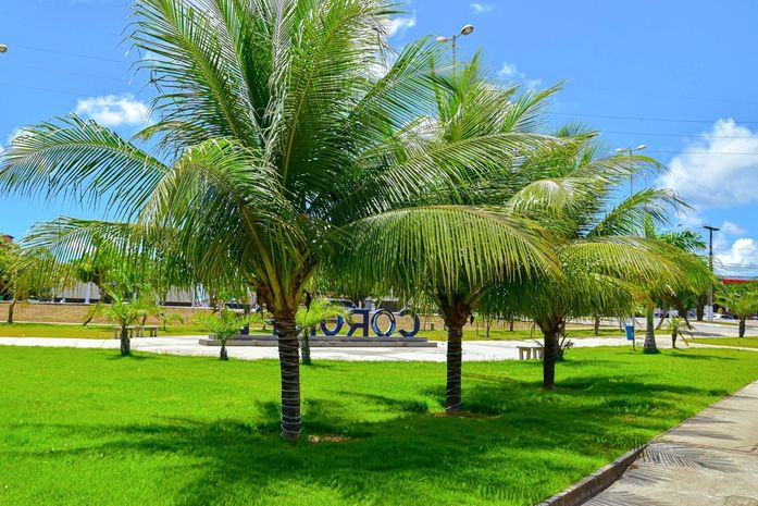 Arborização e Paisagismo: Coruripe alcança a marca de 5 mil mudas plantadas em 3 anos