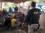Casas de farinha localizadas no Agreste alagoano