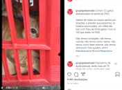 Mais de 30 gatos são abandonados na porta de ONG em Maceió